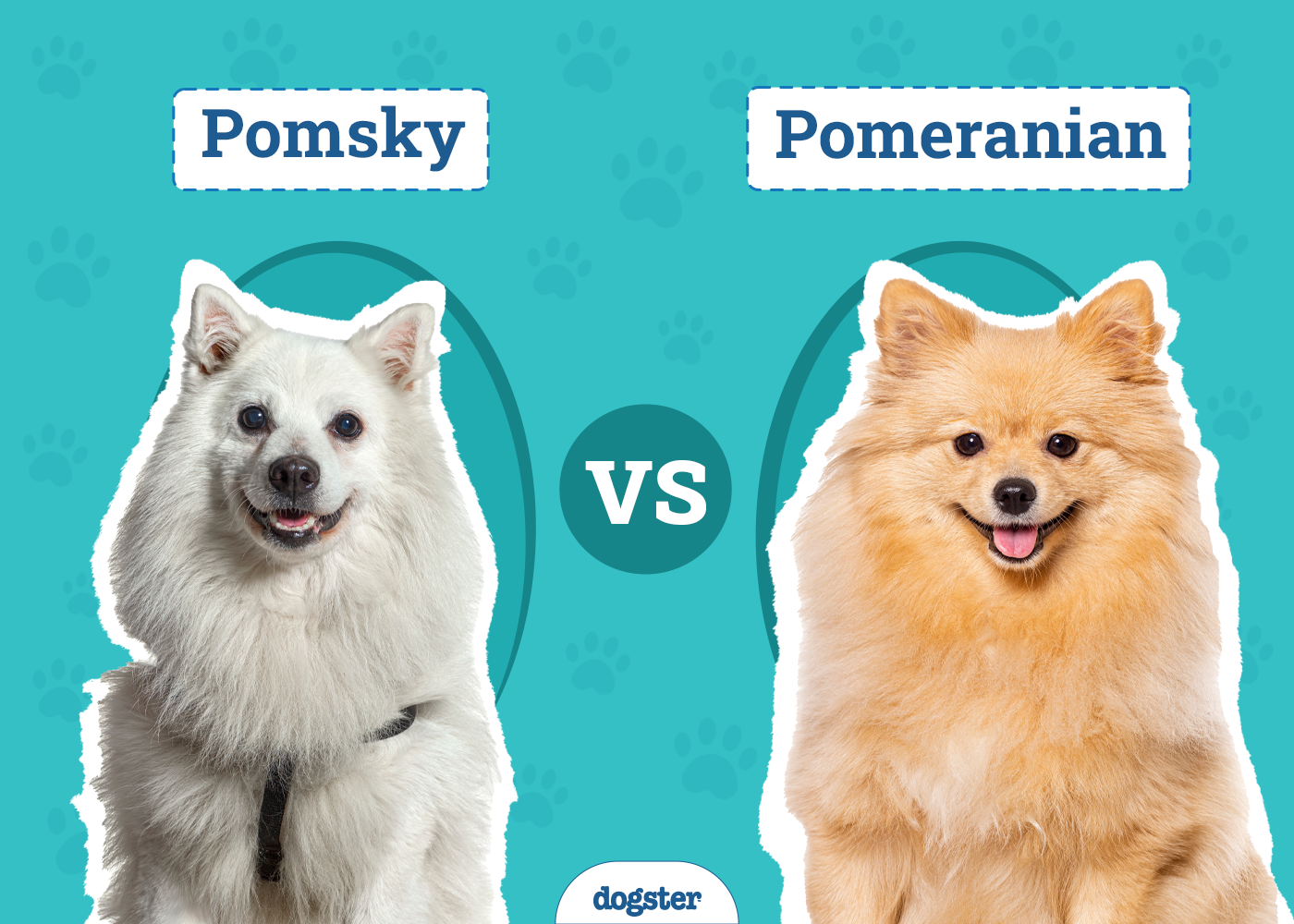 Pomsky vs Pomeranian: Key Differences (With Pictures)