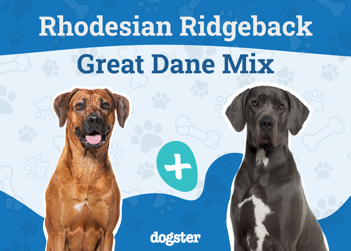 Rhodesian Great Dane Mix: Info, Pictures, Care Guide & Traits