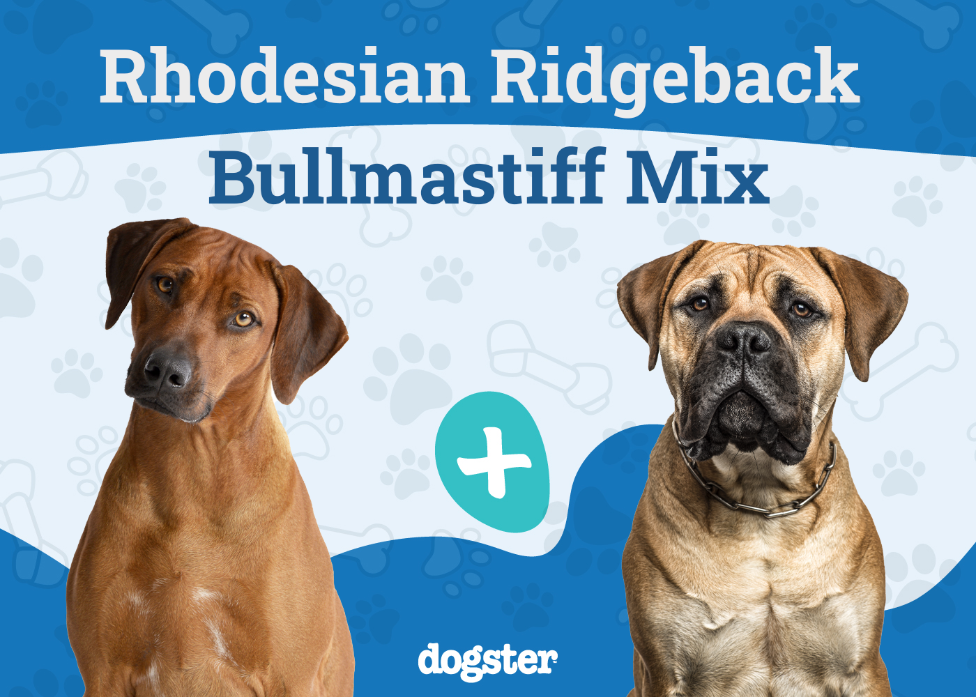 Rhodesian Mastiff Mix breed: Info, Pictures, Care Guide & More