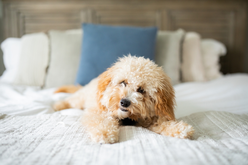 Toy Goldendoodle Laying on Bed