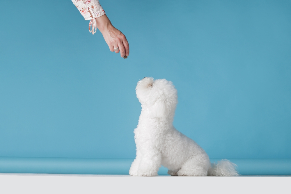 bichon frise dog getting a treat