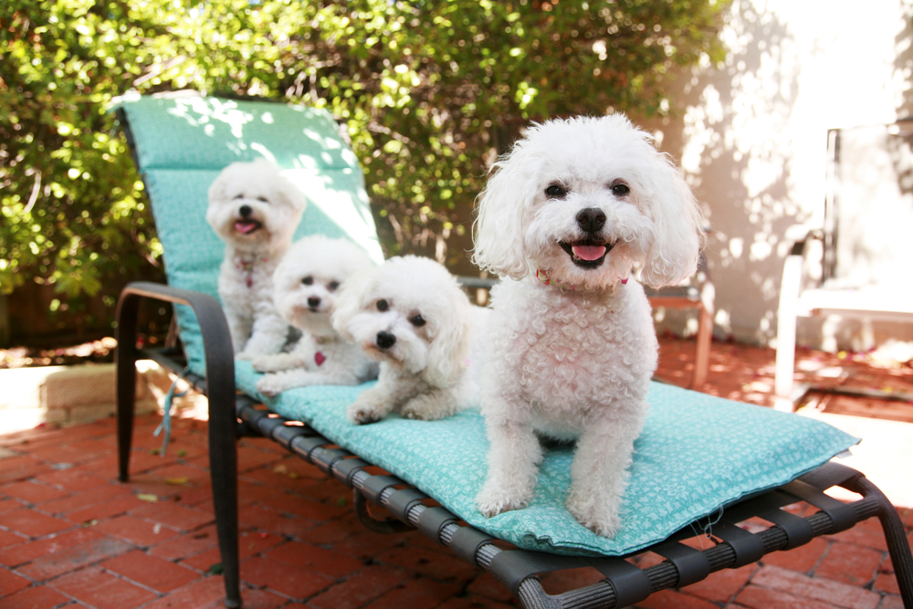 bichon frise dogs out in the sun outdoors