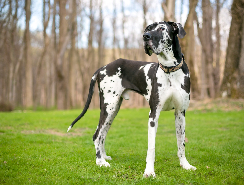 Harlequin Great Dane: Info, Pictures, Origin & History