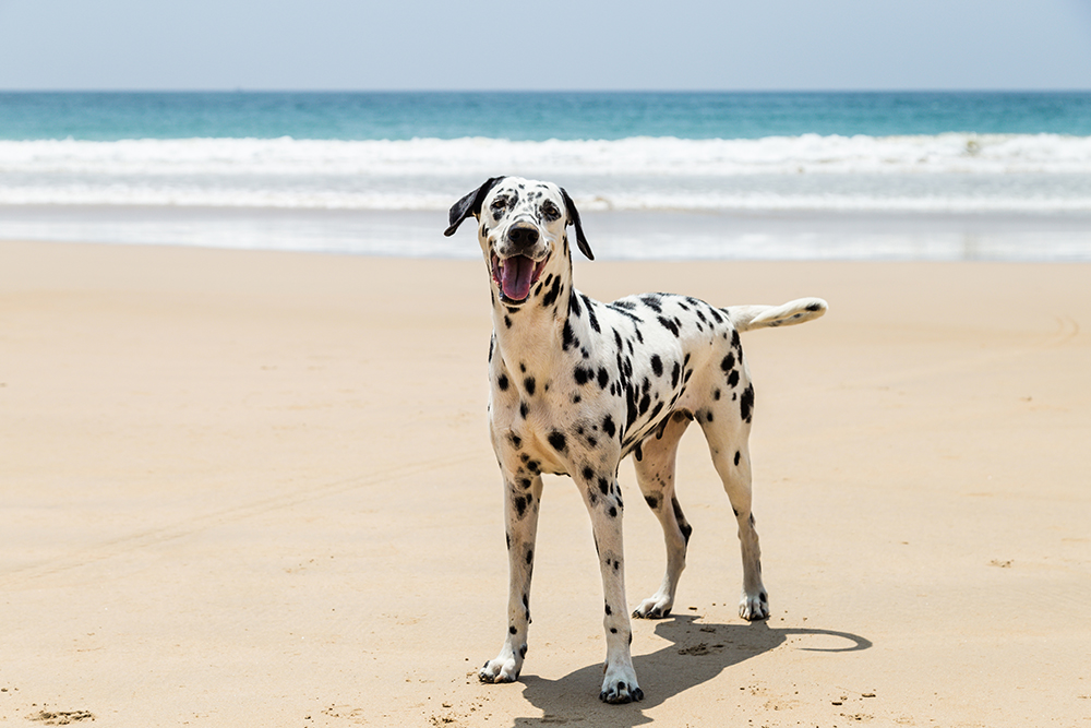 How Much Do Dalmatians Cost? 2026 Price Guide