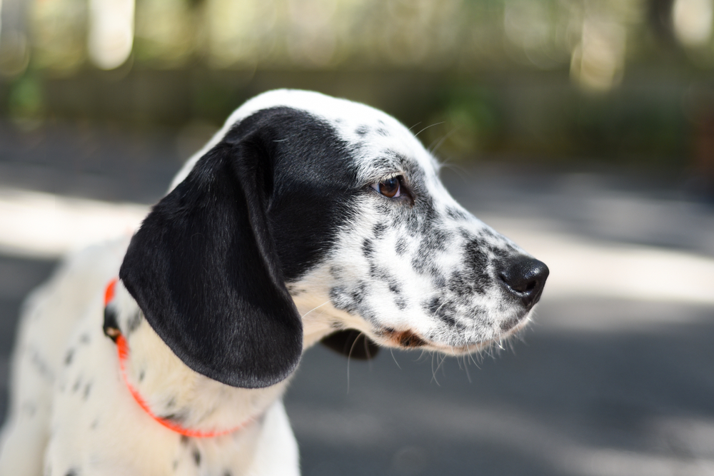 dalmatian mix with floppy ears