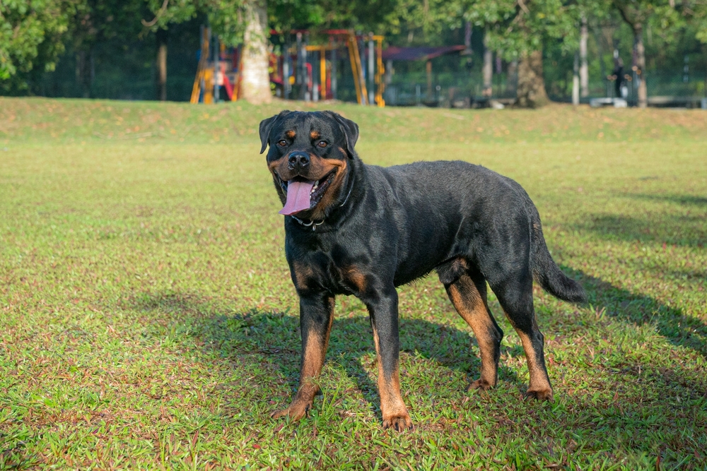 Are Rottweilers Smart? Vet-Reviewed Canine Intelligence
