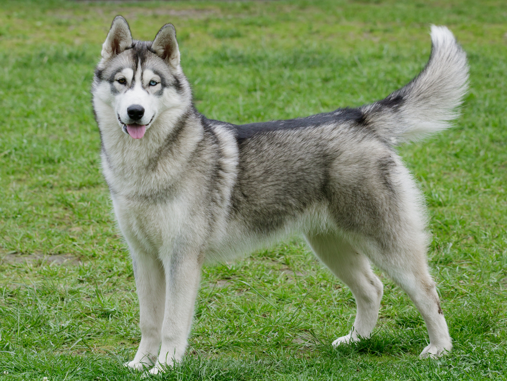 Siberian Husky Dog Breed: Info, Pictures, Care Guide & More — Dogster