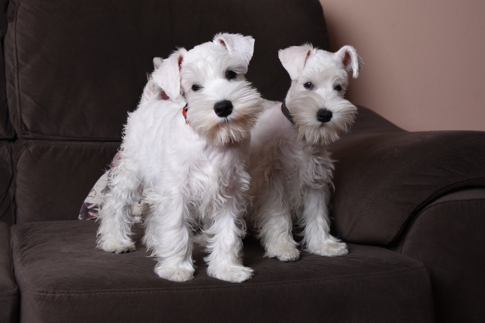 White Miniature Schnauzer: Info, Pictures, Origin & History
