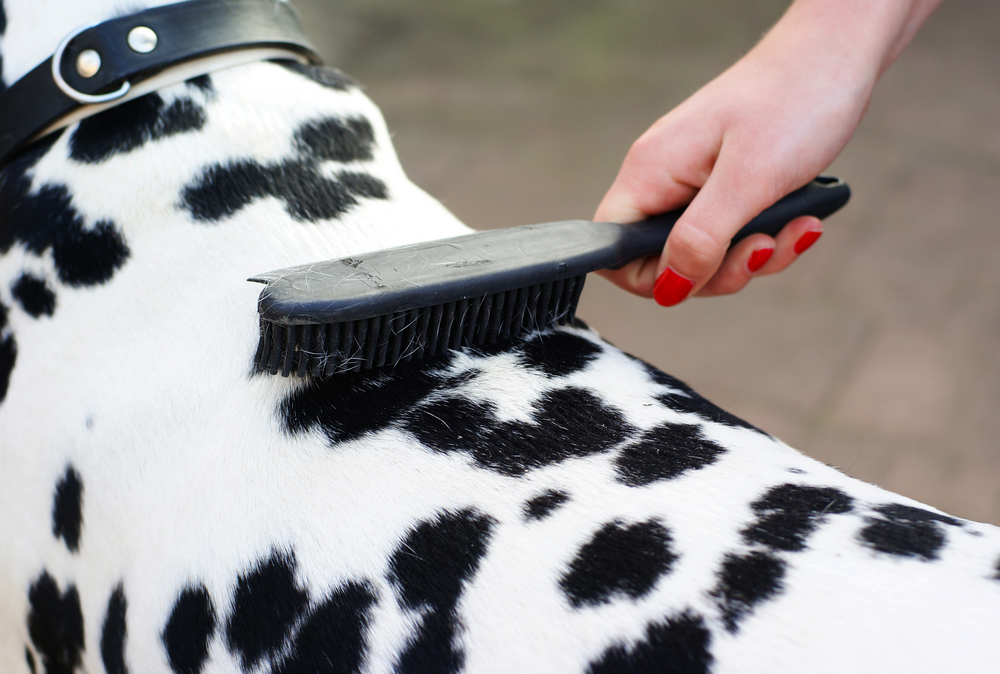 How Much Does a Dalmatian Shed? Care & Grooming Advice