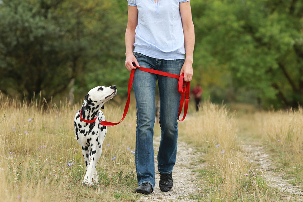 woman going for a walk with her dalmatian dog