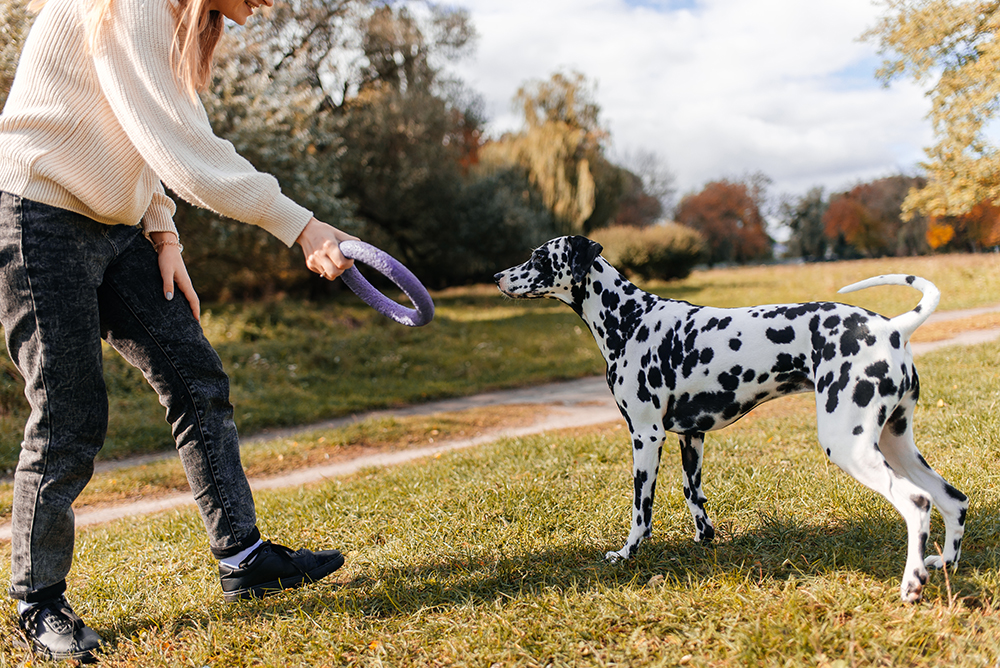 8 Confidence-Building Games for Dogs: Vet-Approved Activities