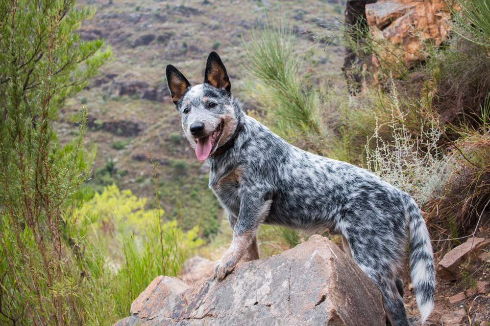 9 Best Dog Foods for Australian Cattle Dogs: 2026 Reviews & Top Picks