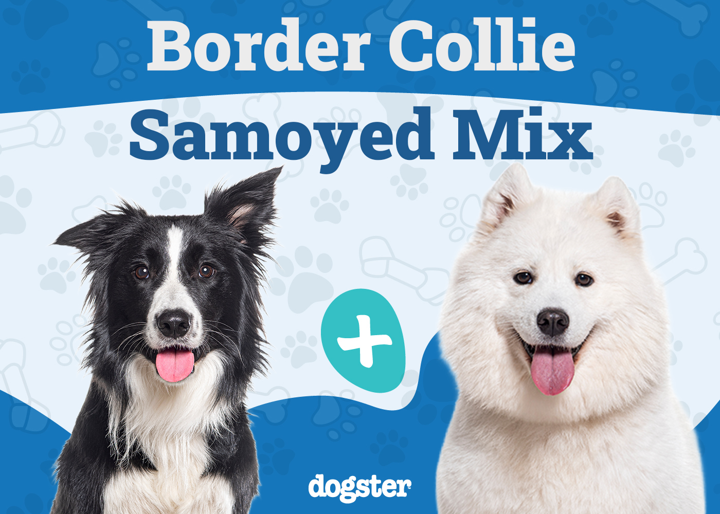 Border Collie Samoyed Mix: Info, Pictures, Care & More