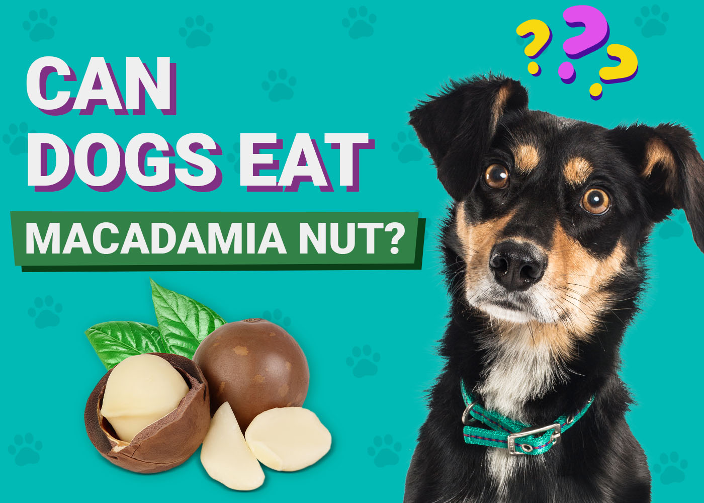 Can Dogs Eat Macadamia Nuts? Vet-Verified Facts & FAQ