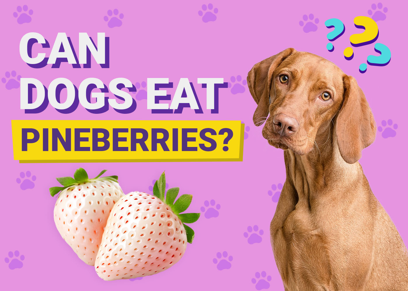 Can Dogs Eat Pineberries? Vet-Reviewed Facts & FAQ