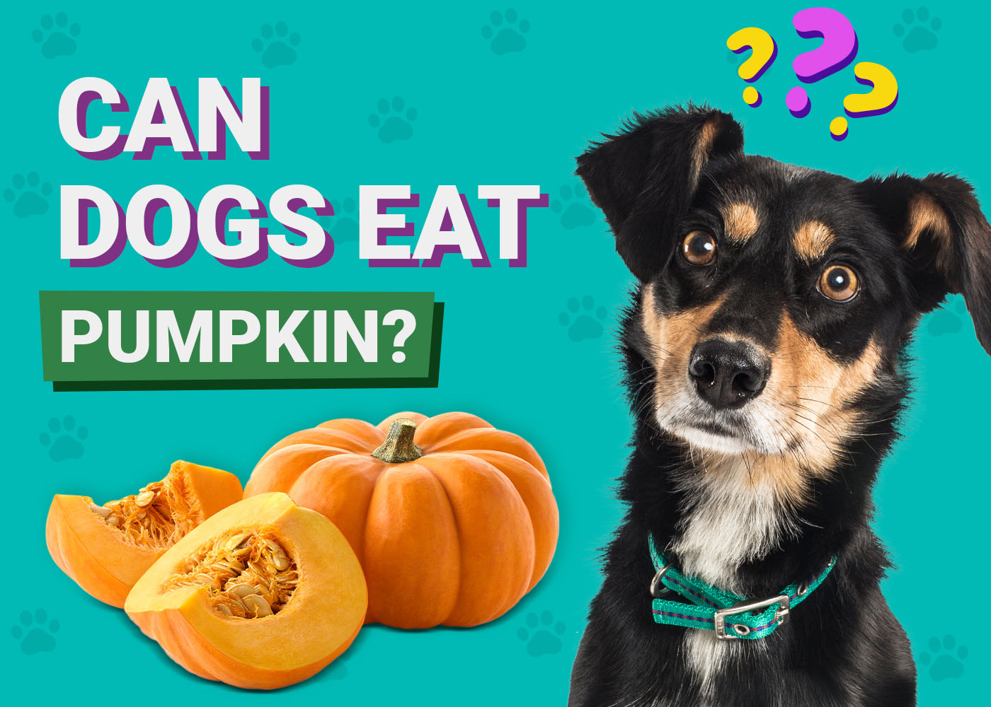 Can Dogs Eat Pumpkin? Vet-Approved Nutrition & Health Facts