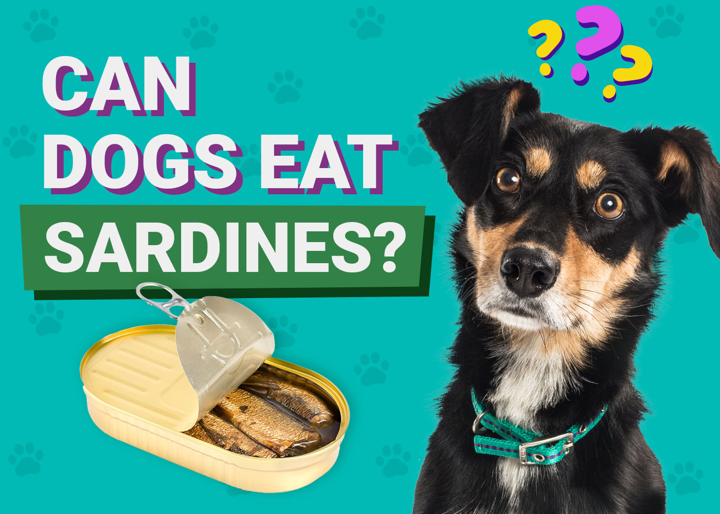 Can Dogs Eat Sardines? Vet-Verified Nutrition, Types & Preparation