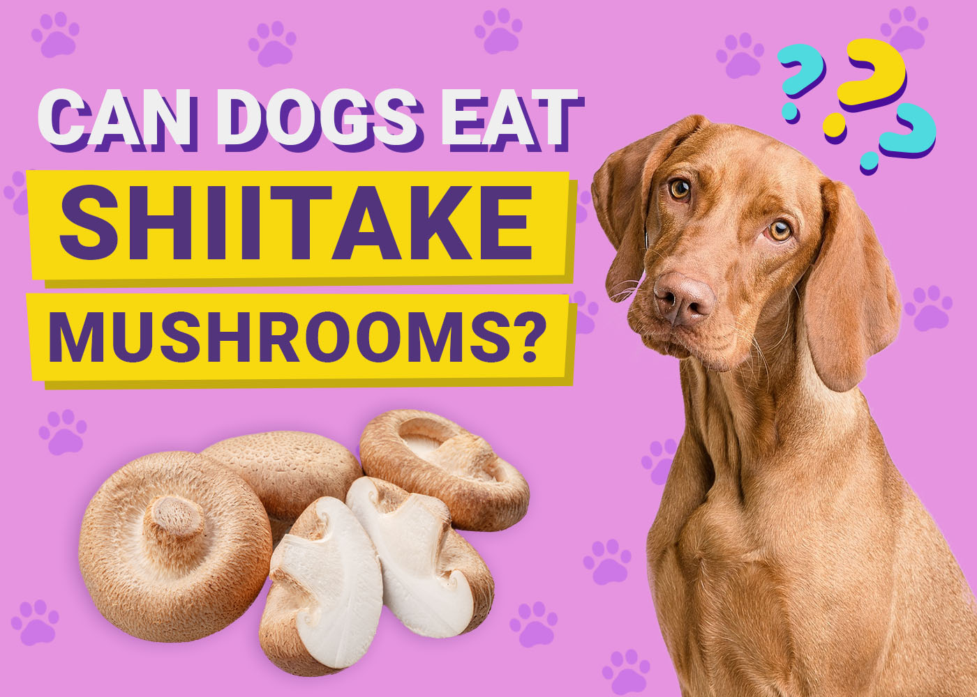 Can Dogs Eat Shiitake Mushrooms? Vet-Verified Nutrition Facts & FAQ