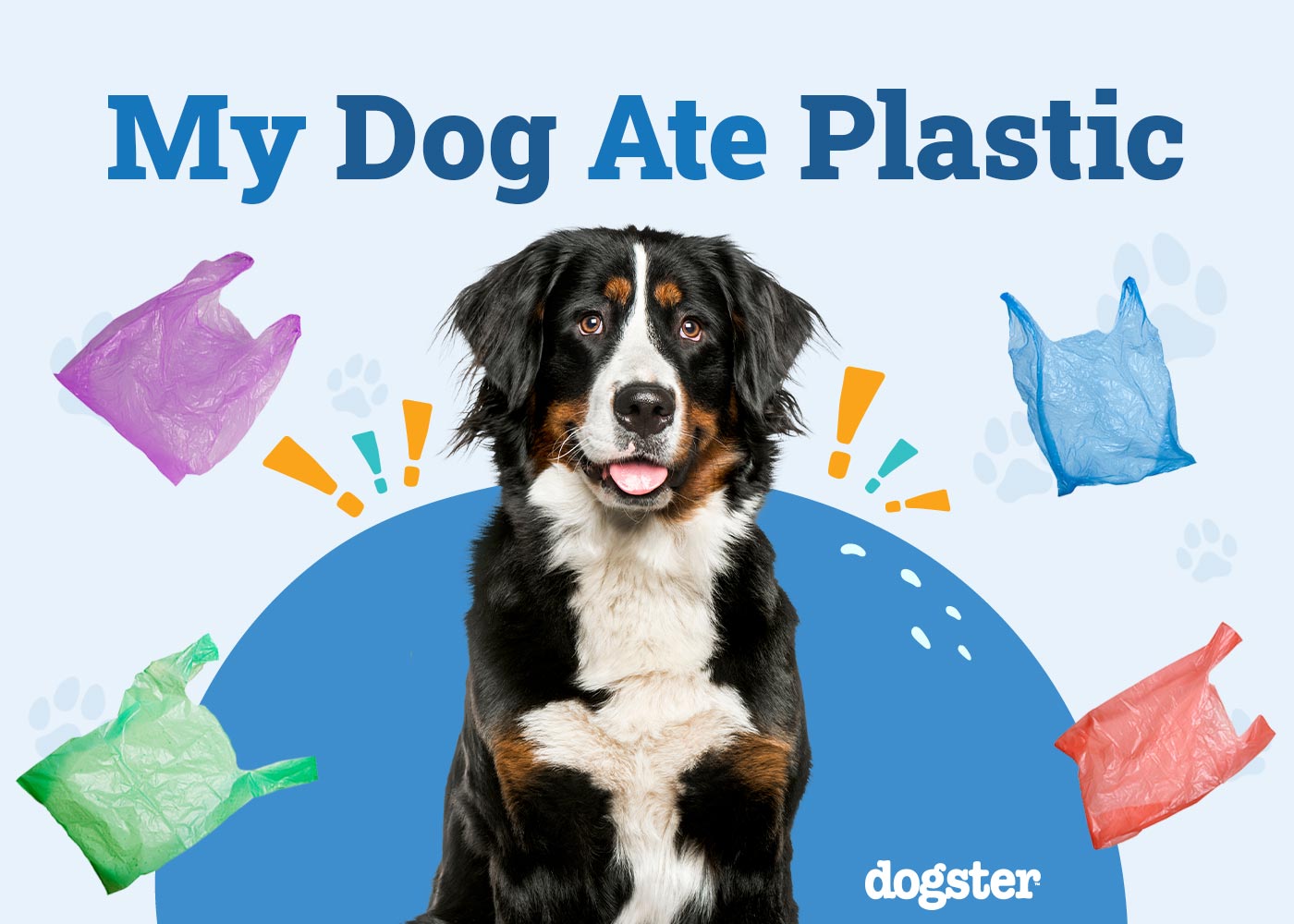 My Dog Ate Plastic: Should I Be Worried? (Vet Answer)