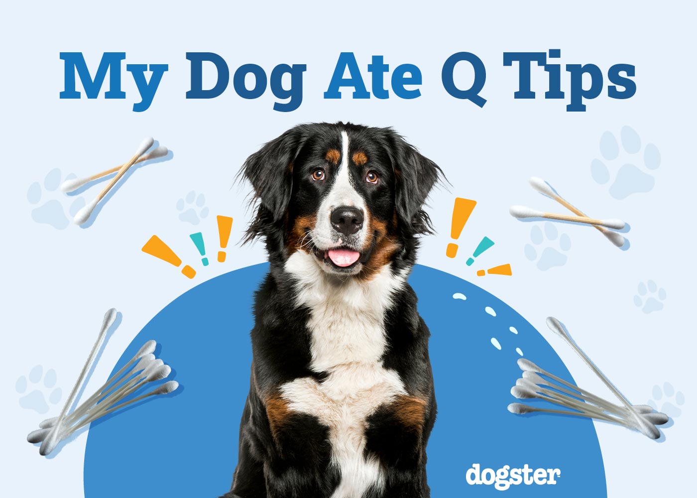 My Dog Ate Q Tips