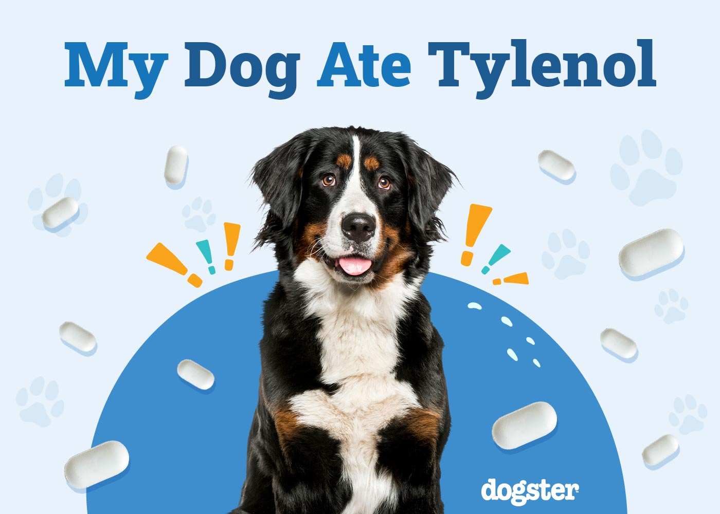 human medications can you give a dog tylenol for a fever