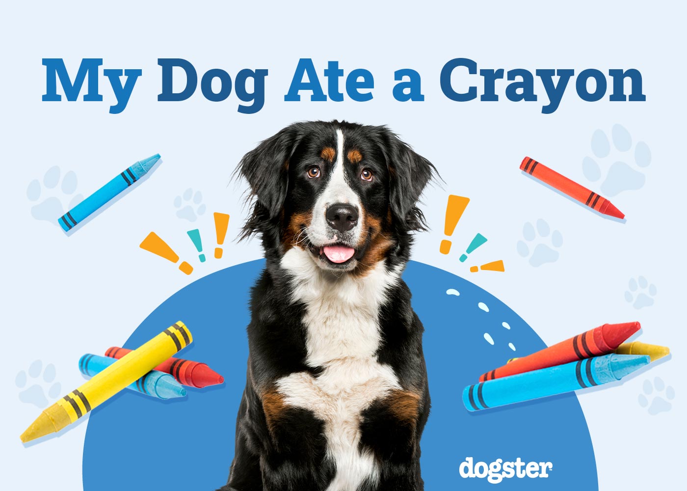 My Dog Ate a Crayon: Should I Be Worried? (Vet Answer)