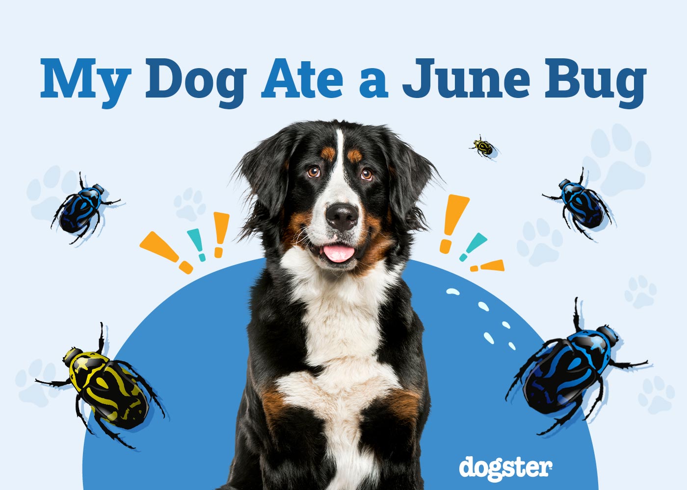 My Dog Ate a June Bug: Vet-Reviewed Tips, Dangers & FAQs