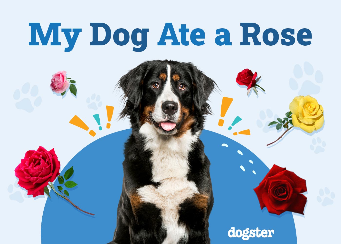 My Dog Ate a Rose, What Should I Do? Vet-Reviewed Facts, Complications & FAQ
