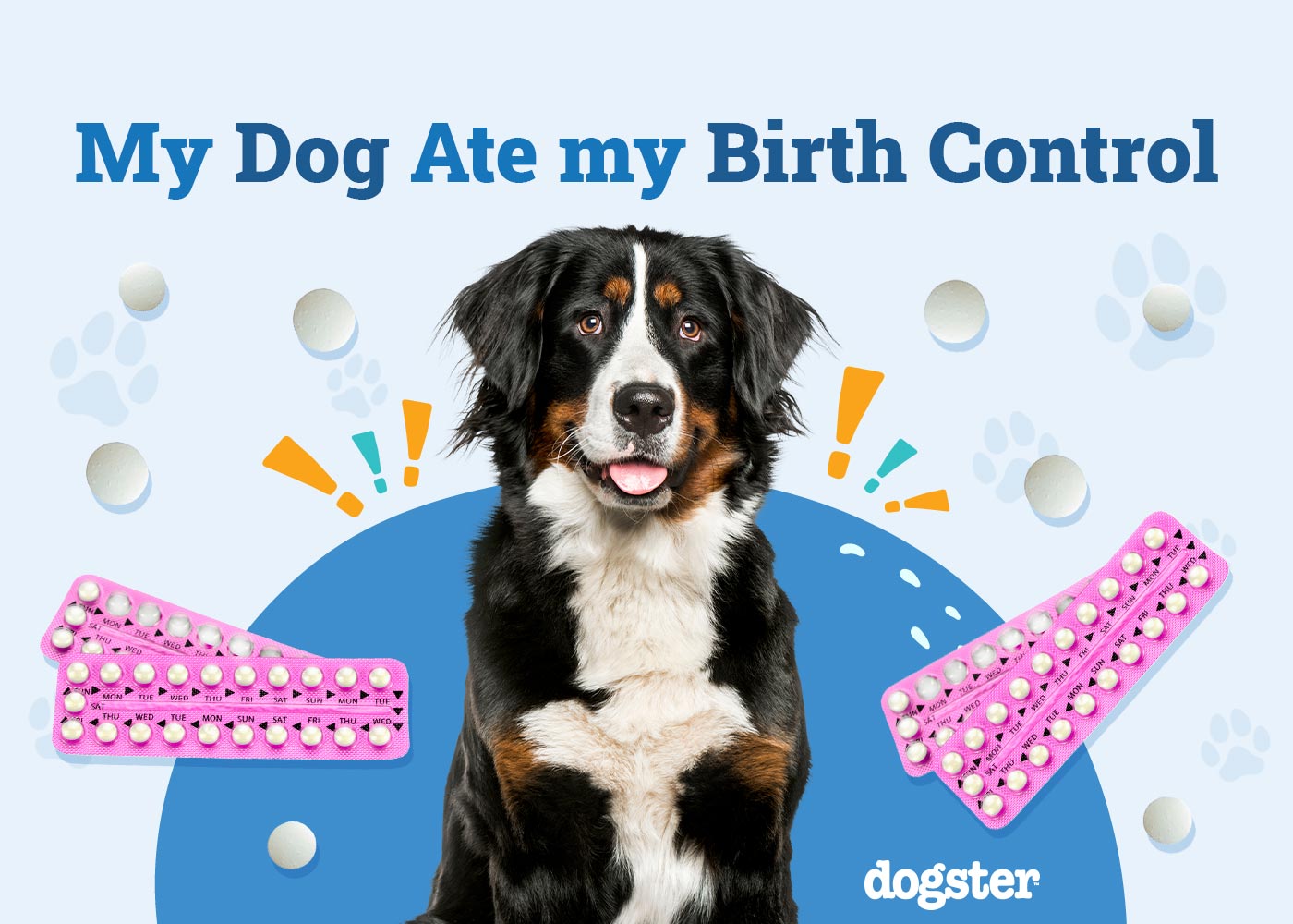 My Dog Ate My Birth Control: Should I Be Worried? (Vet Answer)
