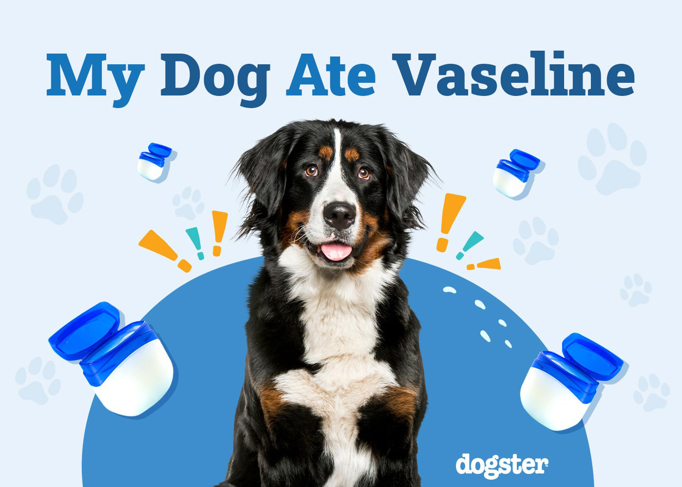 My Dog Ate Vaseline: When to Worry & Vet-Approved Advice