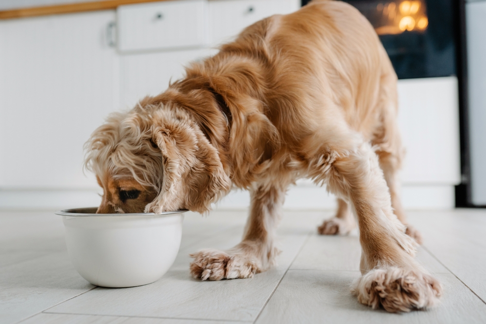 What to Feed a Dog With Diarrhea: 10 Vet-Approved Options