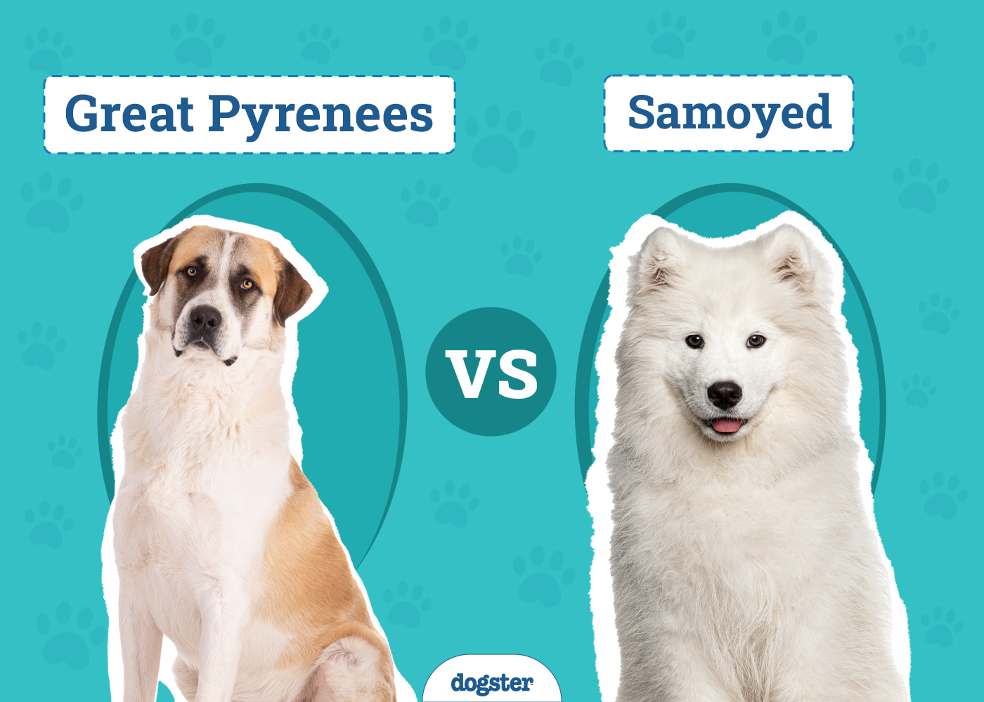 Great Pyrenees vs. Samoyed: The Differences (With Pictures)