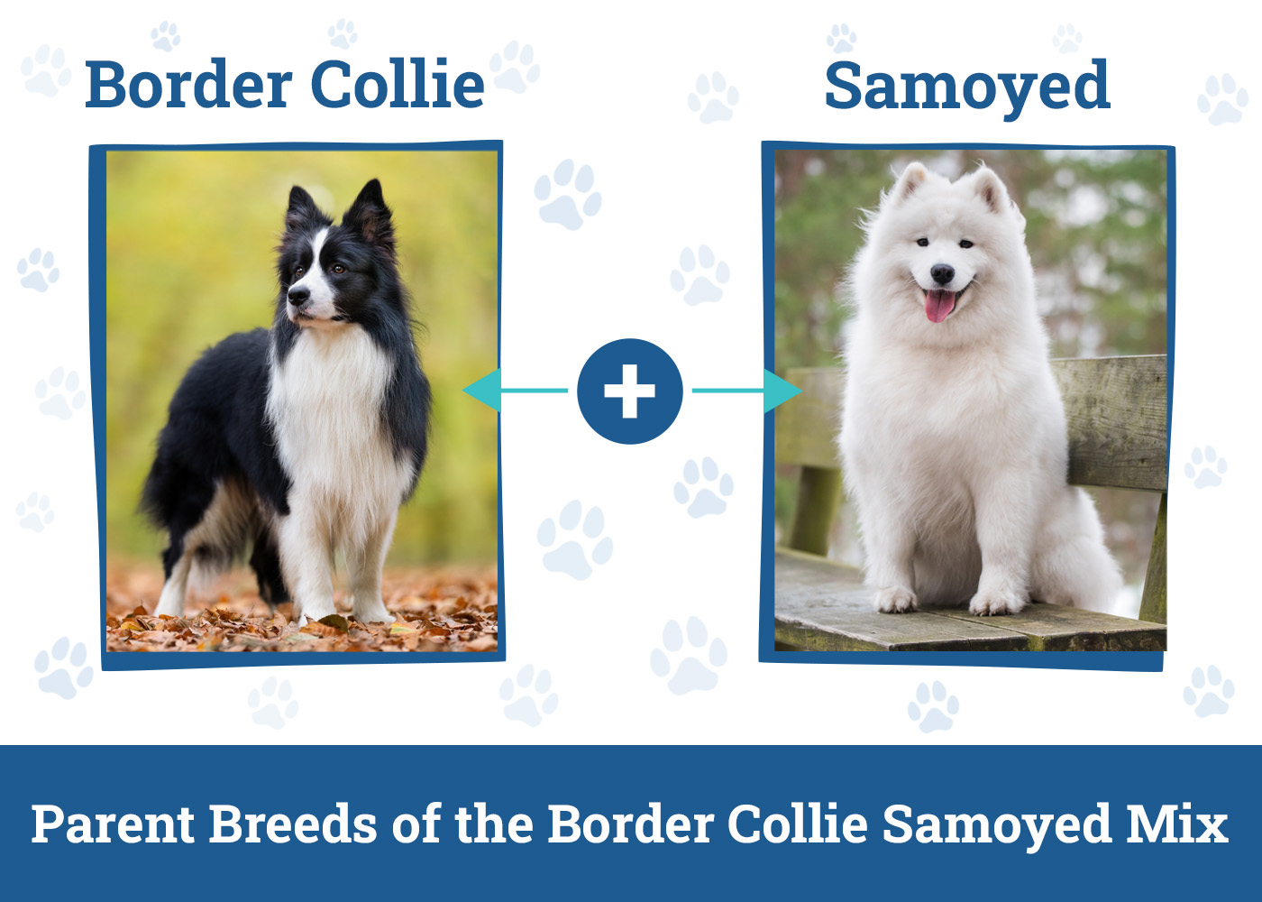 Parent Breeds of the Border Collie Samoyed Mix