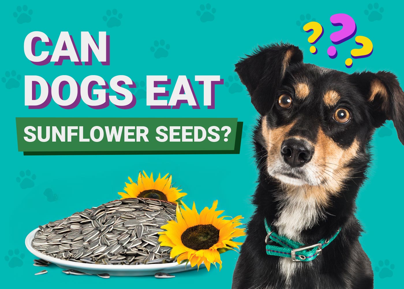 Can Dogs Eat Sunflower Seeds? Vet Approved Nutrition Facts & FAQ