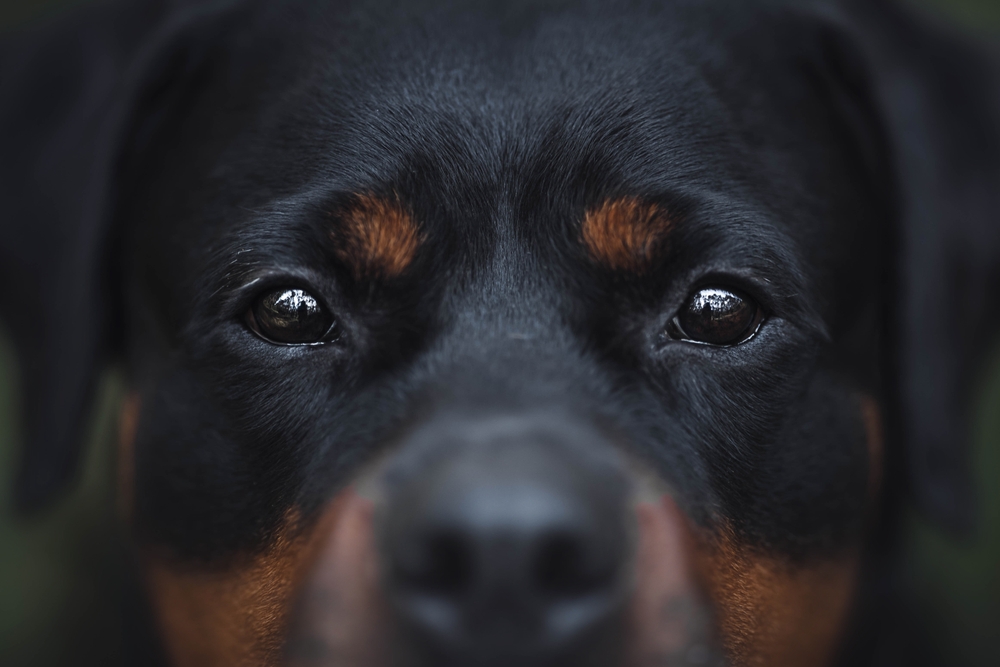 Rottweiler eyes