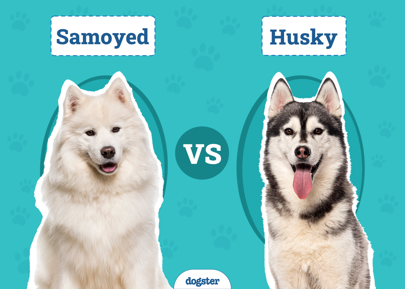Samoyed vs. Husky: The Differences (With Pictures)