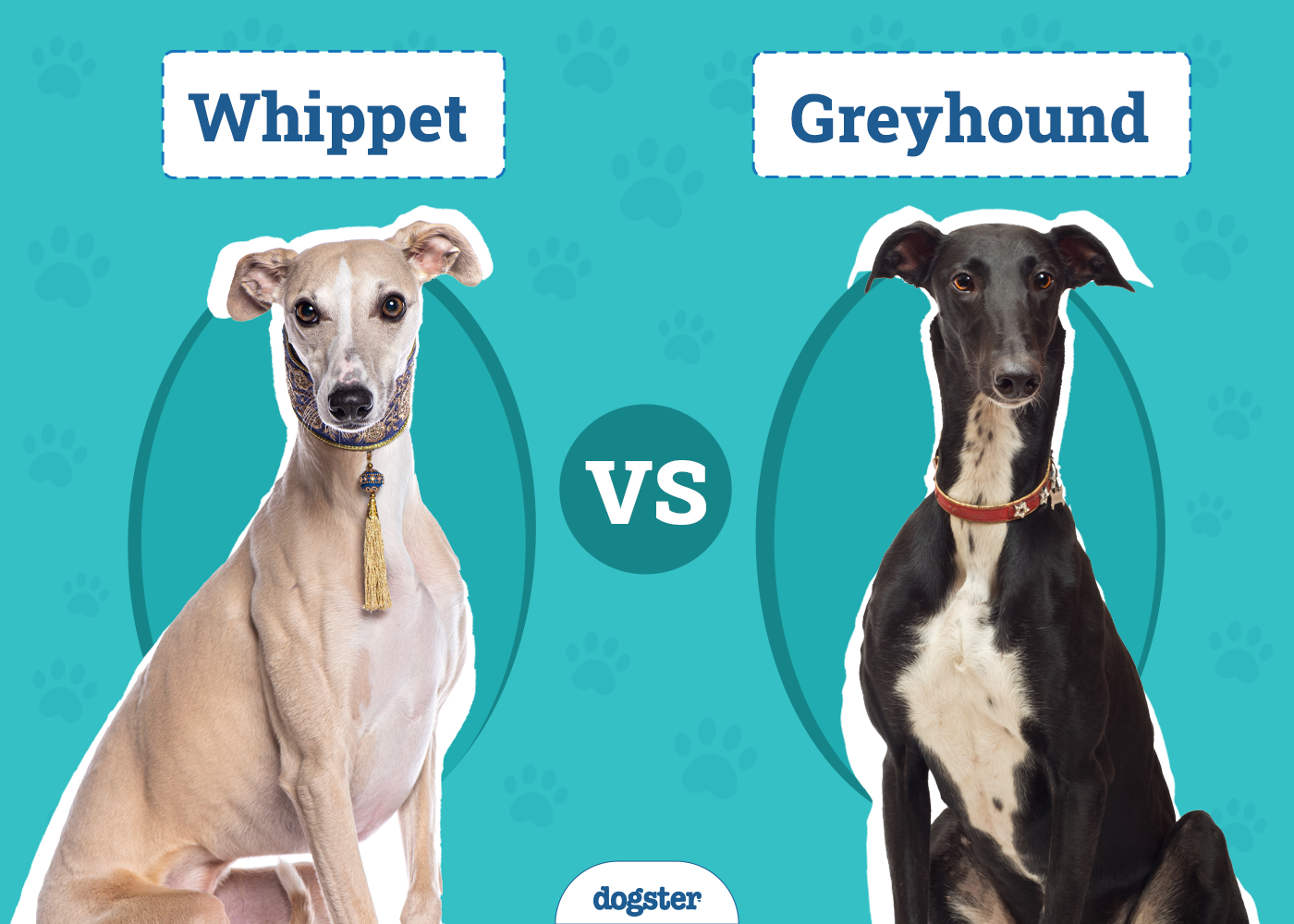 Whippet vs. Greyhound: The Differences (With Info & Pictures)
