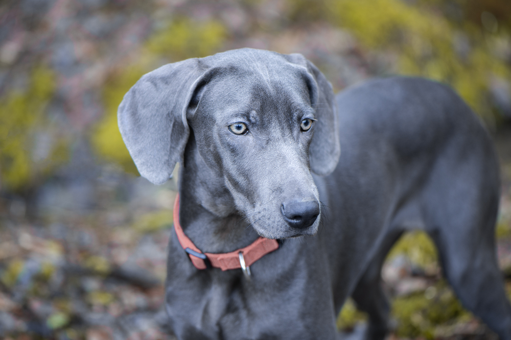 beautiful blue Weimaraner dog