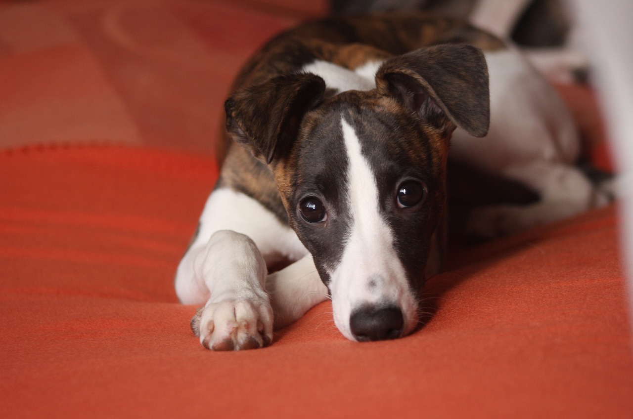 brindle and white whippet laying on a red blanket