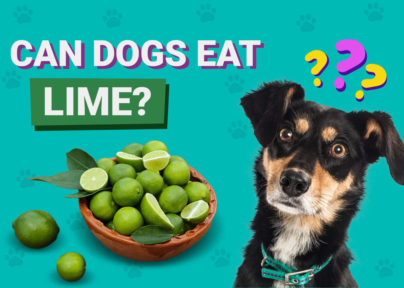 Can Dogs Eat Limes? Vet-Approved Facts & FAQ