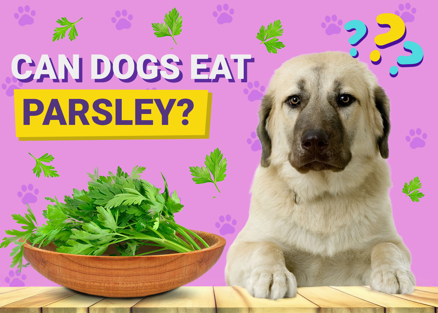Can Dogs Eat Parsley? Vet-Verified Facts & FAQ