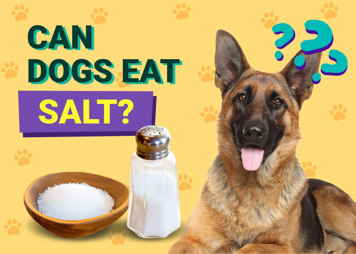 Can Dogs Eat Salt? Vet-Verified Facts, Risks & FAQ