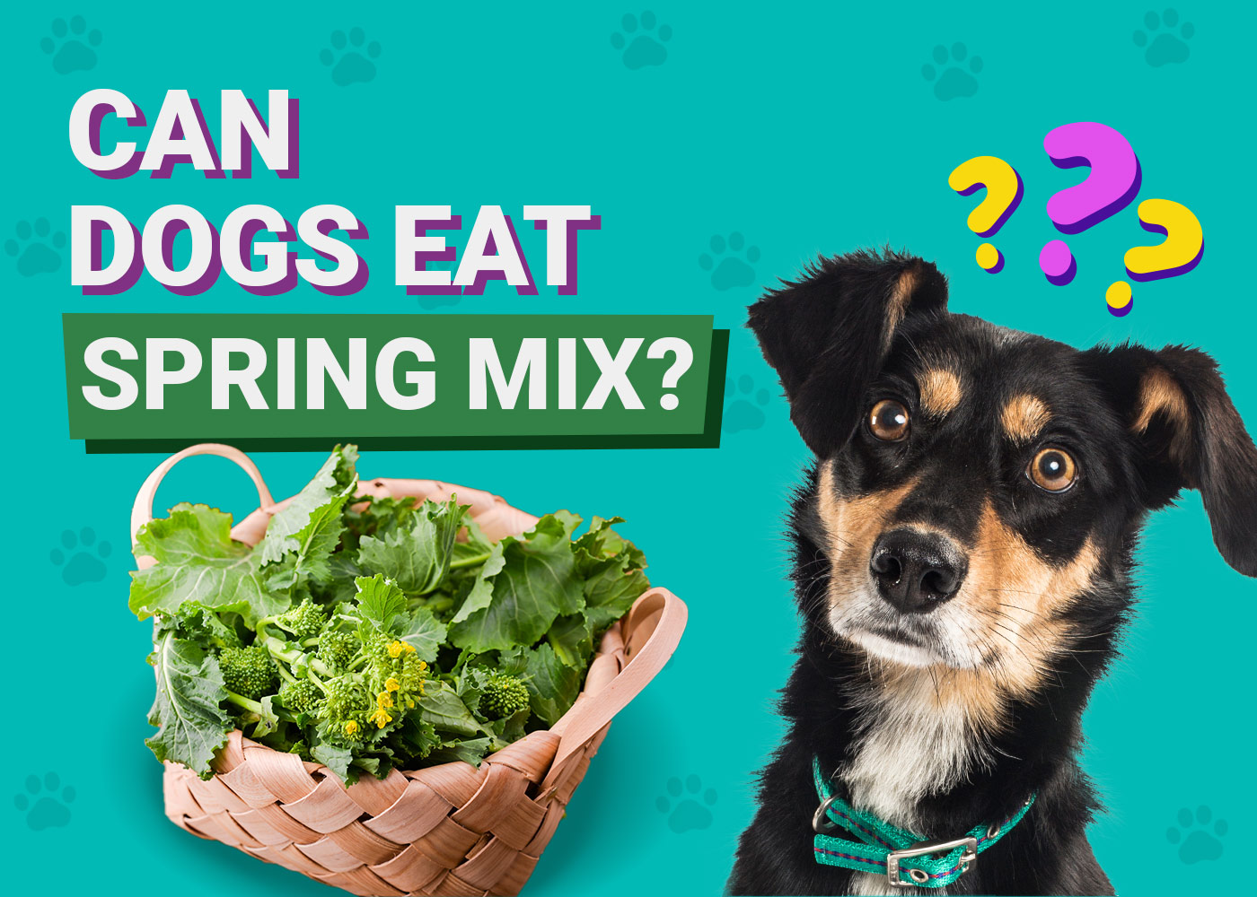 Can Dogs Eat Spring Mix? Vet-Approved Facts & FAQ