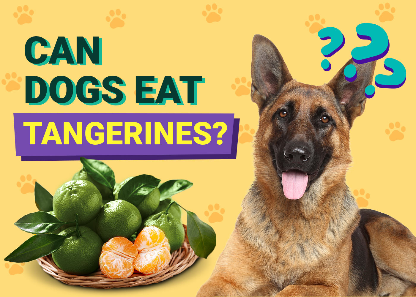 Can Dogs Eat Tangerines? Vet-Approved Facts & FAQ