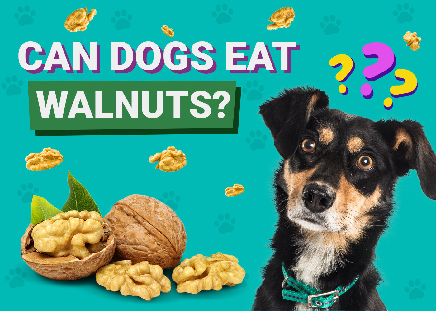 Can Dogs Eat Walnuts? Vet-Verified Facts & Safety Tips