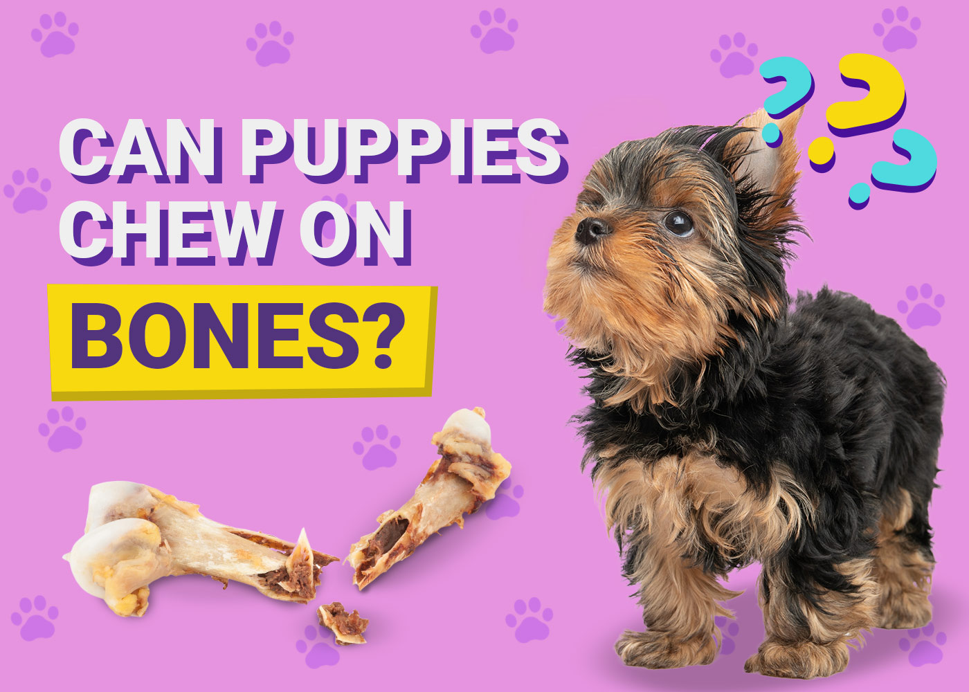 Can Puppies Chew on Bones? Vet Approved Risks & Safe Alternatives