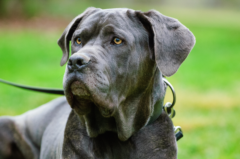 close up Neapolitan Mastiff dog
