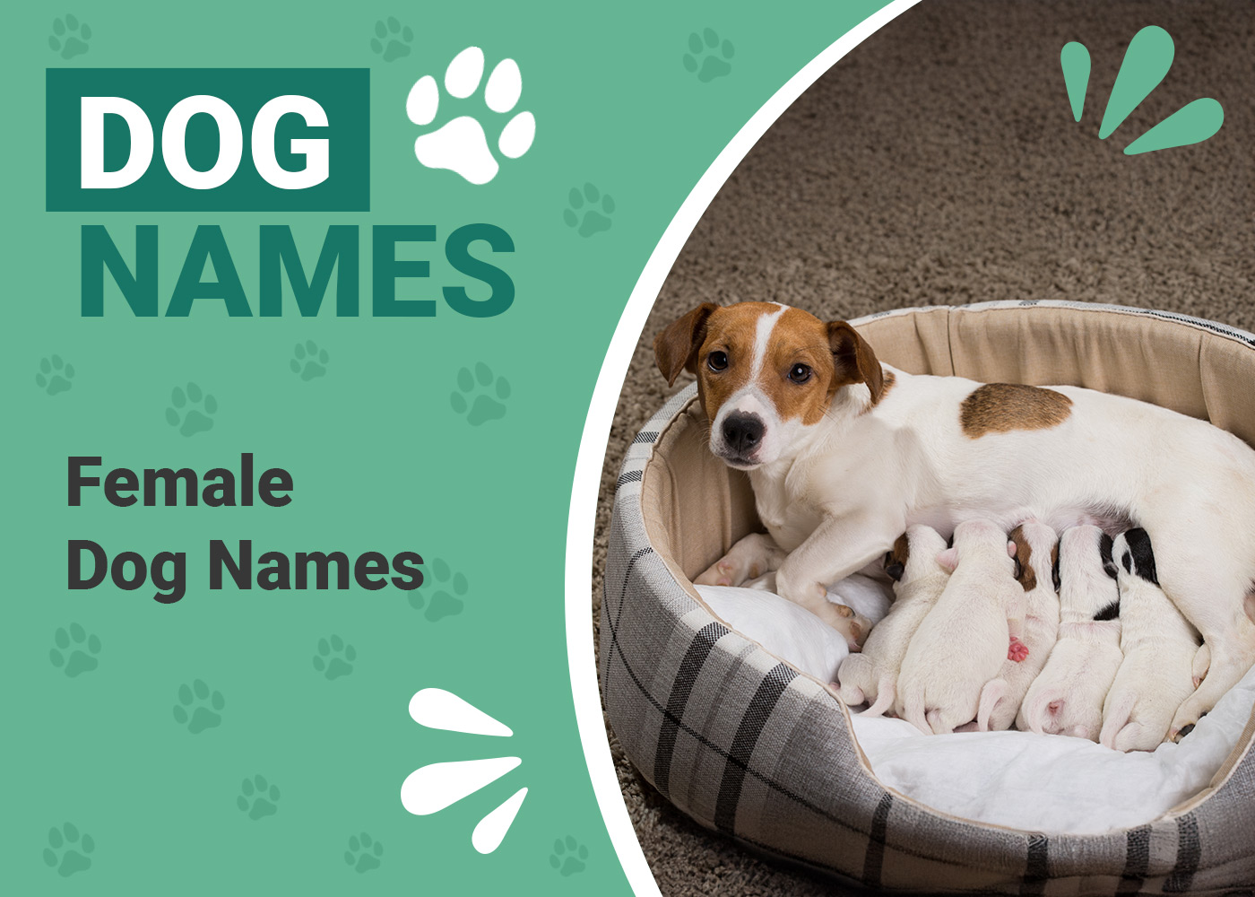 300 Girl Dog Names: Fun, Fierce & Fabulous Female Dog Ideas