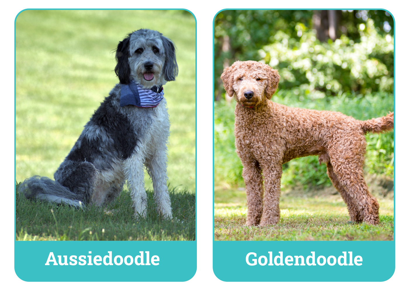Aussiedoodle vs Goldendoodle
