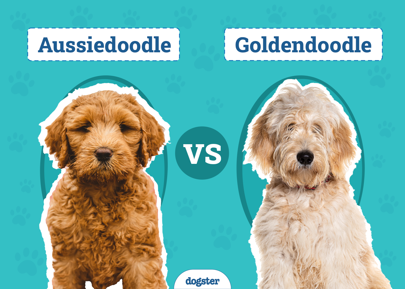 Aussiedoodle vs Goldendoodle: The Differences (With Info & Pictures)